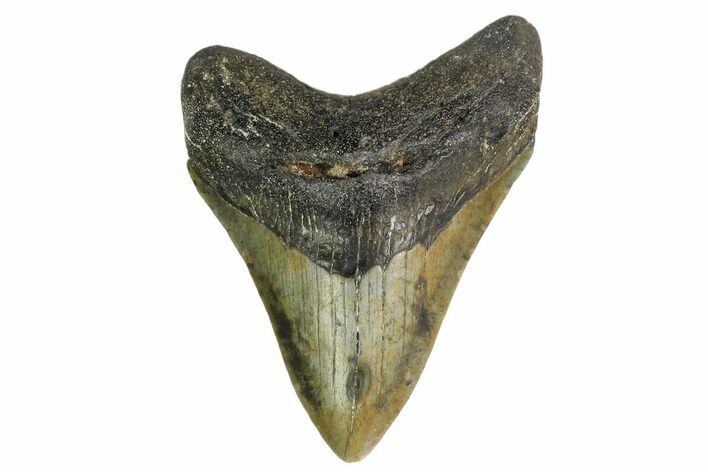 Fossil Megalodon Tooth - North Carolina #160494